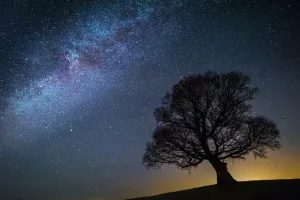 Milky Way Print with Tree Silhouette, Brecon Beacons National Park