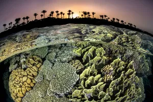Red Sea Coral Reef Print