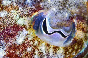 Cuttlefish Eye Print, Tenerife