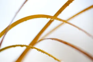 Abstract Backgrounds Prints: Abstract patterns in Phragmites reedbed. Scotland, November