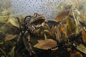 Common Toad Prints: Common toad (Bufo bufo) in a pond, with toad spawn and frogspawn, Coldharbour, Surrey