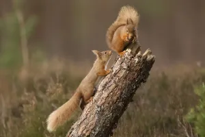 European Mammals Photos Prints: Red squirrel (Sciurus vulgaris) approaching another as it eats a nut