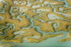 Water Channels Print: Saltmarsh Patterns from the Air