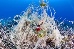 Abandonded fishing gear in seagrass meadow, with red sea squirt (Halocynthia papillosa) Abandonded fishing gear in seagrass meadow, with red sea squirt (Halocynthia papillosa)