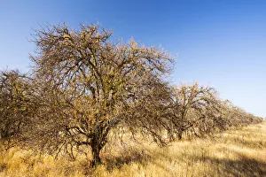 Abandoned dead and dying Orange trees that no longer have water to irrigate them near Abandoned dead and dying Orange trees that no longer have water to irrigate them near