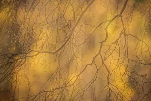 Abstract of autumnal Silver birch (Betula pendula), Cairngorms National Park, Scotland Abstract of autumnal Silver birch (Betula pendula), Cairngorms National Park, Scotland