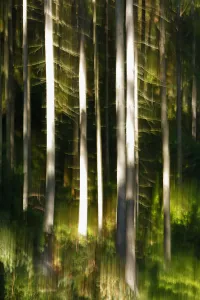 Abstract impression of forest with reflection in Krinice River, Kyov, Ceske Svycarsko Abstract impression of forest with reflection in Krinice River, Kyov, Ceske Svycarsko