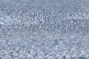 Abstract of Knot (Calidris canutus) flock roosting, The Wash, Norfolk, UK, December Abstract of Knot (Calidris canutus) flock roosting, The Wash, Norfolk, UK, December