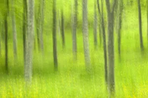 Abstract view of Foresta Umbra, Gargano NP, Gargano Peninsula, Apulia, Italy, April 2008 Abstract view of Foresta Umbra, Gargano NP, Gargano Peninsula, Apulia, Italy, April 2008