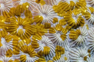 Acoel flatworms (Waminoa sp.) on coral. Lembeh Strait, North Sulawesi, Indonesia Acoel flatworms (Waminoa sp.) on coral. Lembeh Strait, North Sulawesi, Indonesia