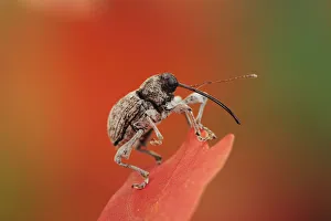 Acorn Weevil (Curculio glandium) perched on Bigtooth Maple (Acer grandidentatum) leaf Acorn Weevil (Curculio glandium) perched on Bigtooth Maple (Acer grandidentatum) leaf