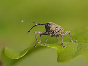 Acorn Weevil (Curculio glandium) portrait on an Oak leaf, Hertofrdshire, England, UK Acorn Weevil (Curculio glandium) portrait on an Oak leaf, Hertofrdshire, England, UK