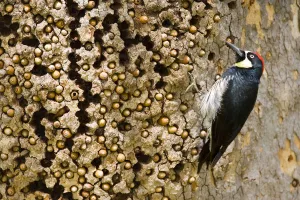 Acorn Woodpecker (Melanerpes formicivorus), male at granary tree showing many acorns Acorn Woodpecker (Melanerpes formicivorus), male at granary tree showing many acorns