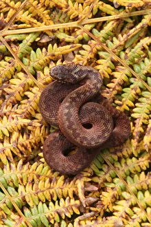 Adder (Vipera berus) female basking in ferns, brown colouration, Peak District, UK Adder (Vipera berus) female basking in ferns, brown colouration, Peak District, UK