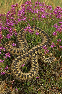 Adder {Vipera berus} amongst Heather flowers, UK Adder {Vipera berus} amongst Heather flowers, UK