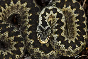 Adder (Vipera berus) portrait coiled up, Powerstock Common nature reserve, Dorset Adder (Vipera berus) portrait coiled up, Powerstock Common nature reserve, Dorset