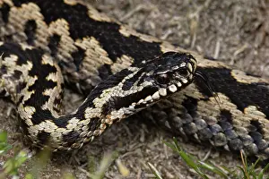 Vipera Berus UK Prints: Adder (Vipera berus) portrait, Suffolk, England, UK. April