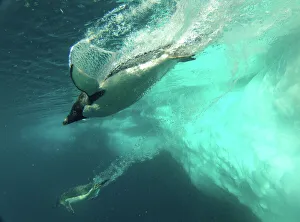 Adelie penguin (Pygoscelis adeliae) diving near ice flow, Antarctica. Small reproduction only Adelie penguin (Pygoscelis adeliae) diving near ice flow, Antarctica. Small reproduction only