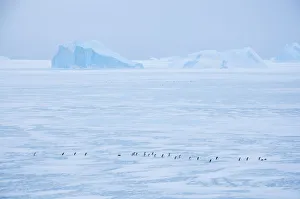Adelie penguin (Pygoscelis adeliae) walking on ice, near Davis Station, Prydz Bay Adelie penguin (Pygoscelis adeliae) walking on ice, near Davis Station, Prydz Bay