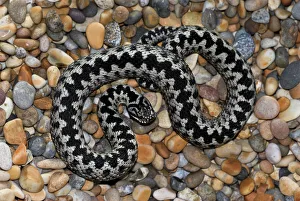 Adult Adder (Vipera berus) basking on pebble beach. Abbotsbury, Dorset, UK, March Adult Adder (Vipera berus) basking on pebble beach. Abbotsbury, Dorset, UK, March