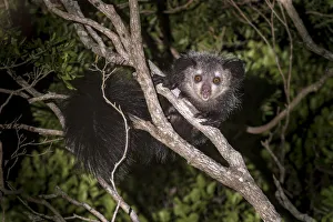 Adult Aye-aye (Daubentonia madagascariensis) active in forest canopy at night. Dry Adult Aye-aye (Daubentonia madagascariensis) active in forest canopy at night. Dry
