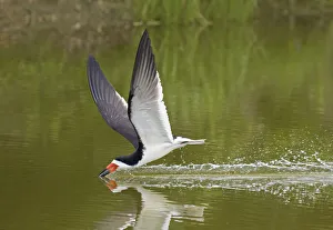Adult Black skimmer (Rynchops niger), in breeding plumage Adult Black skimmer (Rynchops niger), in breeding plumage