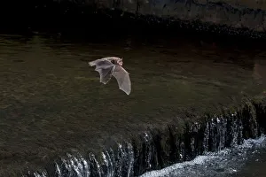 Adult Daubentons bat (Myotis daubentoni) flying over a weir, England, UK, September Adult Daubentons bat (Myotis daubentoni) flying over a weir, England, UK, September