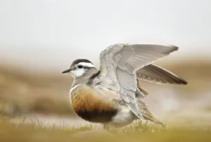 Adult Eurasian dotterel (Charadrius morinellus) with wings partially raised in the Adult Eurasian dotterel (Charadrius morinellus) with wings partially raised in the