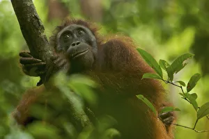 Adult female Bornean Orangutan (Pongo pygmaeus) resting on a large vine in the wild Adult female Bornean Orangutan (Pongo pygmaeus) resting on a large vine in the wild