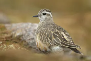 Adult female Eurasian dotterel (Charadrius morinellus) in breeding habitat on upland Adult female Eurasian dotterel (Charadrius morinellus) in breeding habitat on upland