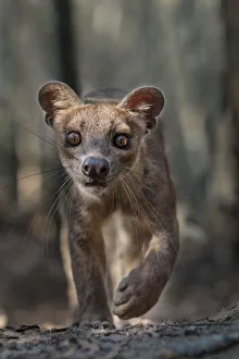 Adult female Fosa (Crytoprocta ferox) stalking prey on deciduous forest floor Adult female Fosa (Crytoprocta ferox) stalking prey on deciduous forest floor