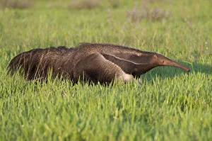 Adult Giant Anteater (Myrmecophaga tridactyla) walking across savannah. Los Llanos Adult Giant Anteater (Myrmecophaga tridactyla) walking across savannah. Los Llanos