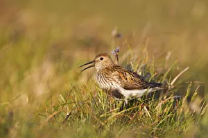Adult male Dunlin (Calidris alpina) in summer plumage calling on moorland, Scotland Adult male Dunlin (Calidris alpina) in summer plumage calling on moorland, Scotland