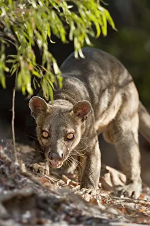 Adult male Fosa (Crytoprocta ferox) prowling on deciduous forest floor. Kirindy Forest Adult male Fosa (Crytoprocta ferox) prowling on deciduous forest floor. Kirindy Forest