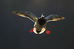 An adult male Mallard (Anas platyrhynchos) comes in to land, backlit by evening sunlight An adult male Mallard (Anas platyrhynchos) comes in to land, backlit by evening sunlight