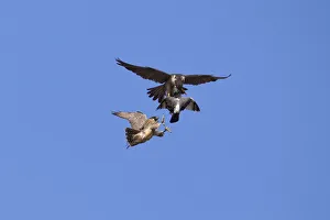 Adult male Peregrine falcon (Falco peregrinus) food passing a Feral pigeon (Columba Adult male Peregrine falcon (Falco peregrinus) food passing a Feral pigeon (Columba