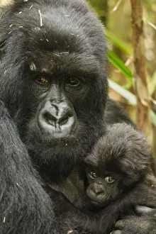 Adult Mountain gorilla (Gorilla beringei beringei) holding baby, Hirwa group, Volcanoes Adult Mountain gorilla (Gorilla beringei beringei) holding baby, Hirwa group, Volcanoes