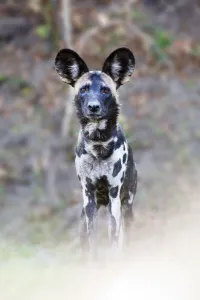 Adult Painted hunting dog / African wild dog (Lycaon pictus) on the banks of the Luangwa River Adult Painted hunting dog / African wild dog (Lycaon pictus) on the banks of the Luangwa River