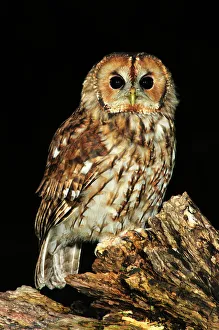 Adult tawny owl perching on dead tree. Dorset, UK August 2012 Adult tawny owl perching on dead tree. Dorset, UK August 2012