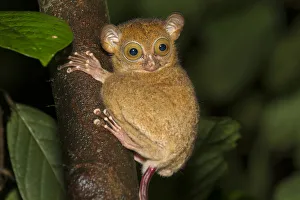 Adult Western / Horsfields tarsier (Tarsius bancanus) in forest understorey at night Adult Western / Horsfields tarsier (Tarsius bancanus) in forest understorey at night