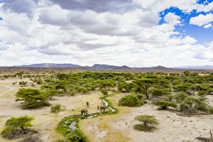 Aerial view of African elephants (Loxodonta africana) drinking and landscape Aerial view of African elephants (Loxodonta africana) drinking and landscape