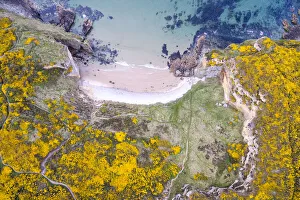 Aerial view of Clashach cove surrounded by flowering Gorse (Ulex europaeus), Hopeman, Moray Firth, Scotland, UK Aerial view of Clashach cove surrounded by flowering Gorse (Ulex europaeus), Hopeman, Moray Firth, Scotland, UK