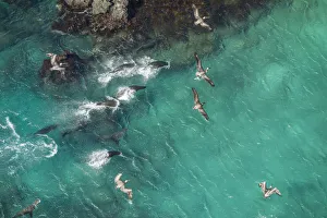 Aerial view of Galapagos sea lion group (Zalophus wollebaeki Aerial view of Galapagos sea lion group (Zalophus wollebaeki