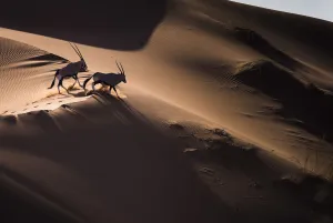 Aerial view of two Gemsbok (Oryx gazella) in sand dunes, Namib Desert, Namibia Aerial view of two Gemsbok (Oryx gazella) in sand dunes, Namib Desert, Namibia