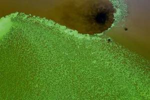 Aerial view of green algae and Lesser flamingos (Phoeniconaias minor Aerial view of green algae and Lesser flamingos (Phoeniconaias minor