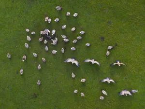 Aerial view of Griffon vulture (Gyps fulvus) flock scavenging dead pig, Cantabria, Spain Aerial view of Griffon vulture (Gyps fulvus) flock scavenging dead pig, Cantabria, Spain