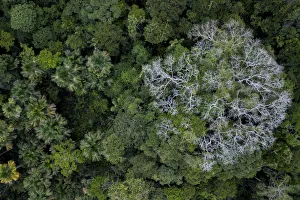 Aerial view of Kapok / Ceiba tree (Ceiba pentandra) in the Amazonian canopy Aerial view of Kapok / Ceiba tree (Ceiba pentandra) in the Amazonian canopy