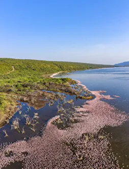 Aerial view of Lesser flamingo (Phoeniconaias minor) gathering at Lake Bogoria Aerial view of Lesser flamingo (Phoeniconaias minor) gathering at Lake Bogoria