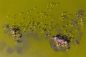 Aerial view of Lesser flamingos (Phoeniconaias minor), mating display Lake Magadi Aerial view of Lesser flamingos (Phoeniconaias minor), mating display Lake Magadi