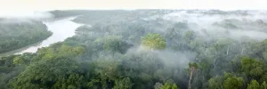 Aerial view of lowland Amazonia rainforest in morning mist. Manu Biosphere Reserve, Amazonia, Peru Aerial view of lowland Amazonia rainforest in morning mist. Manu Biosphere Reserve, Amazonia, Peru